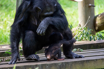 多摩動物公園のチンパンジーの親子