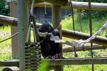 多摩動物公園のチンパンジー