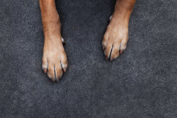 Top down view above Closeup Dudley Labrador retriever dog paws on dark grey rough concrete ground...