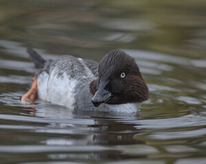 Female Common goldeneye swimming on a pond.