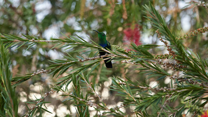 Closeup of Palestinian sunflower bird on the tree