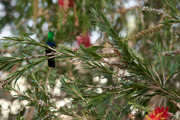 Closeup of Palestinian sunflower bird on the tree