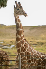 Vertical shot of giraffe looking side in background of greenery field © Julio Dominguez/Wirestock Creators