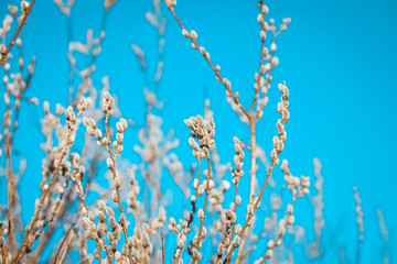 Willow catkins in spring.  