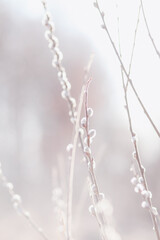 Willow catkins in spring.  