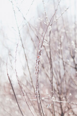 Willow catkins in spring. 