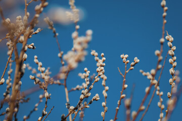 Willow catkins in spring.  