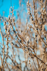 Willow catkins in spring.  