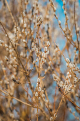 Willow catkins in spring. 