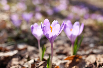 Purple crocus flowers in spring 