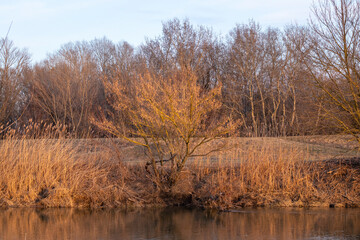 Fototapeta na wymiar River and tree