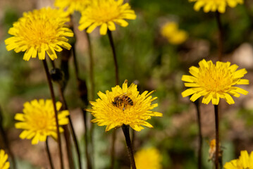 Yellow dandelion growing wild on a wooded slope in Kiryat Tivon in rural northern Israel
