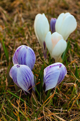 Krokusy © Sagittarius