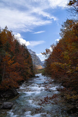 Mountain river with autumn colors painted trees on the sides.