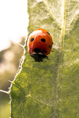 Red ladybug on a leaf
