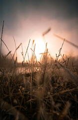 Ears in a close-up with a background with sunset colors