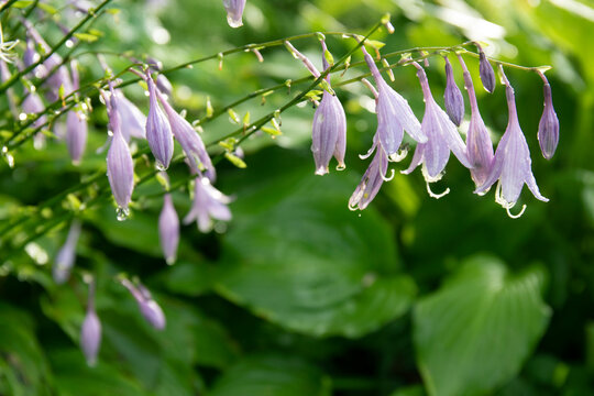 The flowering hosta with rain drops. One of the varieties of hosta plant. Selective focus close up