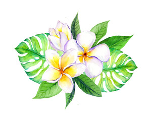 Frangipani plumeria flowers with tropical monstera leaves. Watercolor