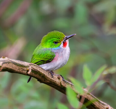Closeup shot of a cute Cuban tody (Todus multicolor) bird perched on a branch