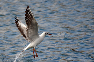 Fototapeta na wymiar Seagulls flying un the sky