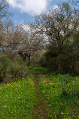 Cow path leading into a wooded area in rural Israel near Kiryat Tivon.
