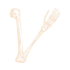skeleton arm bone