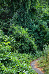 Obraz premium Road in a beautiful magic and fairy forest. Mystical wood
