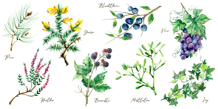 Hand painted watercolor botanical illustration, wild wlowers and berries 