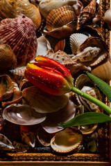 Tulipan i muszelki © Sagittarius