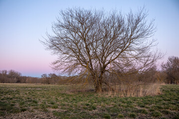 Magenta sunset