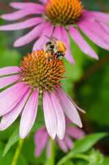 Bumblebee pollinating echinacea flower. - obrazy, fototapety, plakaty