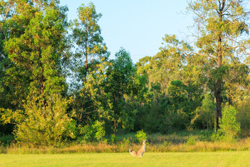 草を食べている野生のカンガルー	