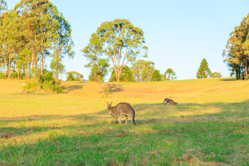 草を食べている野生のカンガルー	