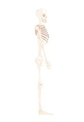 skeleton body side position