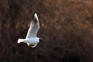 A seagull flying in the air