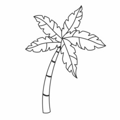 Palm in simple black and white doodle style isolated on white background. Hand drawn doodle illustration.