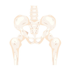 hip skeleton bones