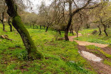 Dirt road through a woodland area in rural northern Israel.
