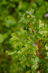 Fresh spring Green leaves with water drop natural background