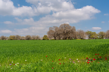 Flowers and a green field in early Spring in rural Israel near Kiryat Tivon.
