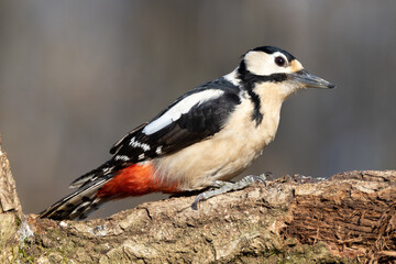 Great Spotted Woodpecker Dendrocopos major)