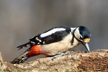 Naklejka premium Great Spotted Woodpecker Dendrocopos major)