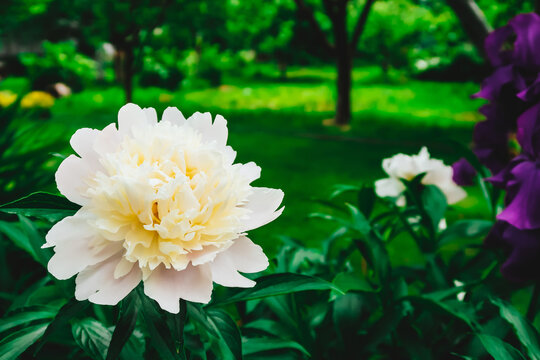 Paeonia officinalis flower (European common peony flower). Paeonia officinalis, the common peony flower, or garden peony, is a species of flowering plant in the family Paeoniaceae.