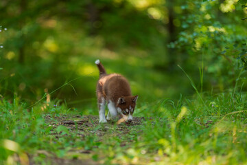 blue-eyed husky puppy walking in the park
