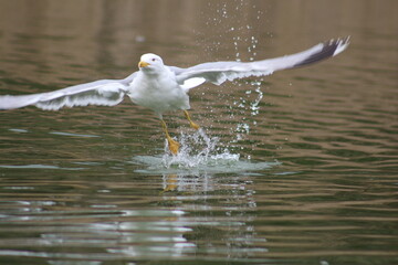 beautiful Seagulls on the water
