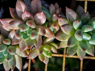 Close Up of a Green Cactus