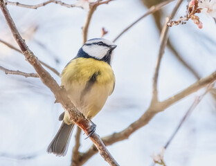 Fototapeta premium Blaumeise im Baum