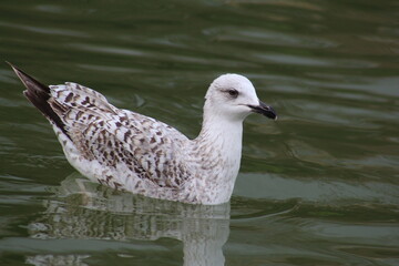 beautiful Seagulls on the water