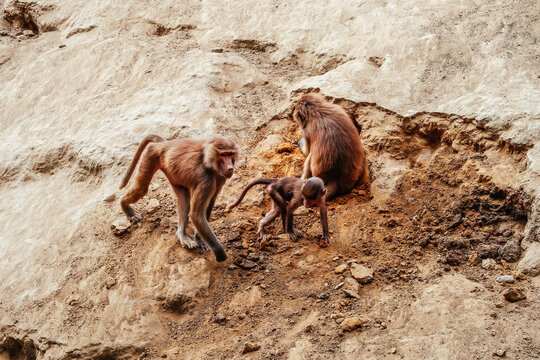 Baboon (Papio) family in the wild. Family of baboons in the wild. A female baboon is looking for food for a little baboon.