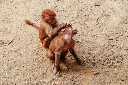 Baboon (Papio). Two young baboons in the wild. One young baboon is cleaning his coat and caring. Primates Baboon Papio close-up.
